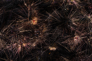Sea urchins on land. Dangerous sea inhabitants with thorns. Danger on a beach holiday. A ball of...