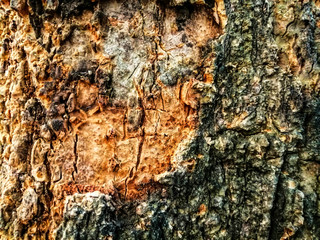 Hardwood tree texture and background