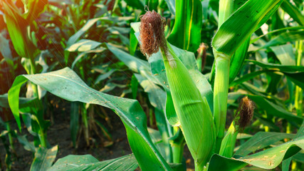 Fresh green baby corn