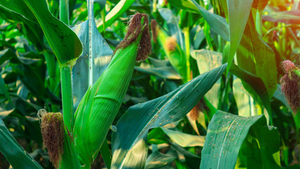 Fresh green baby corn