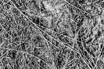 Forest floor with leafs and sand, black and white