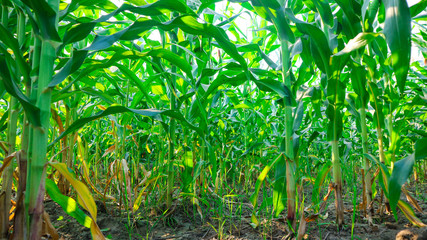 Fresh green baby corn	
