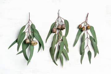 Australian native eucalyptus leaves and flowering gum nuts, photographed on a rustic white background from above.