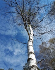 tree in the sky - Kielce 