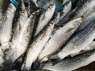 Fresh uncooked sea fish in market for cooking sea food.