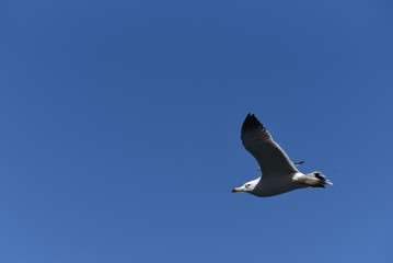 A seagull flying in the sky / bird background material