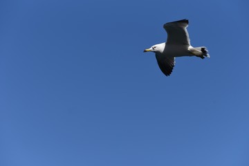 A seagull flying in the sky / bird background material