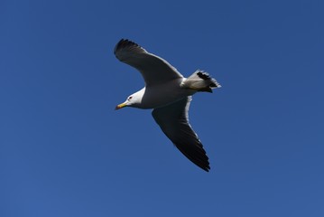 A seagull flying in the sky / bird background material
