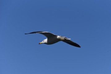 A seagull flying in the sky / bird background material