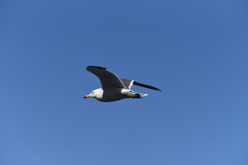 A seagull flying in the sky / bird background material
