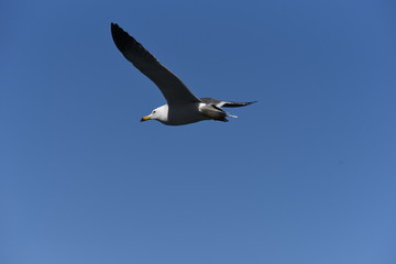 A seagull flying in the sky / bird background material