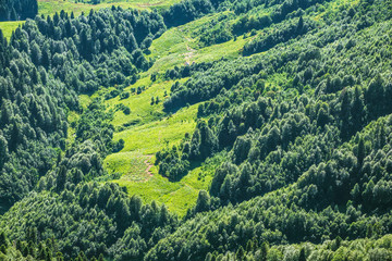 Green forest on the hillside. Summer in the mountain forest.