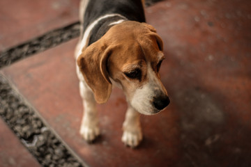 beagle in front of white background