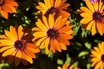 Orange daisy with a drop of rain on the petal