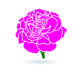 carnation flower.  illustration.