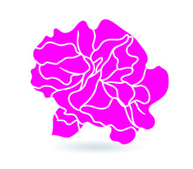 carnation flower.  illustration.