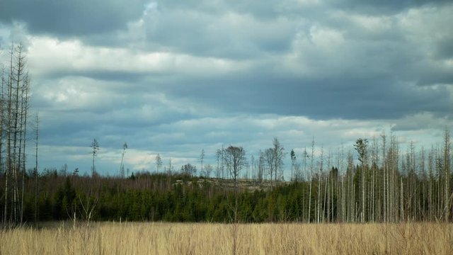 Bark wood beetle pest Ips typographus infestation, spruce bast tree infested attacked by European spruce, making their way in wood larva and larvae, clear cut calamity, cutting deforestation
