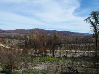 Australia after the bushfires