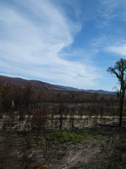 Australia after the bushfires