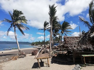 beach with palm trees