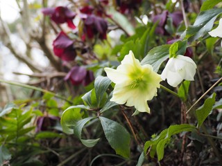 早春の野に咲くクリスマスローズの花
