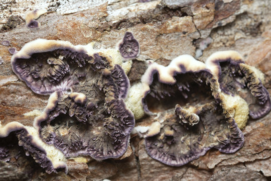 Trichaptum fuscoviolaceum growing on pine tree trunk