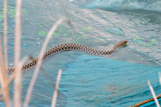 Photo of a rat snake on the fishing net by the lake