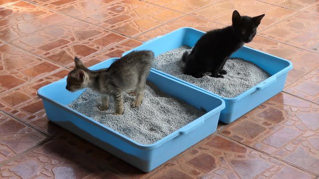 Cat dispose in litter box