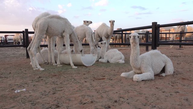 Baby camels eat food inside corrals of camel market near Riyadh, traditions and culture in Saudi Arabia