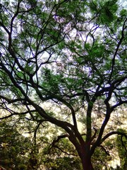 Fototapeta na wymiar captured branches of a tree