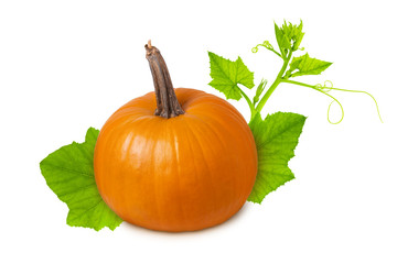 Pumpkin isolated. Yellow orange ripe whole pumpkin with green leaf and branch isolated on white...
