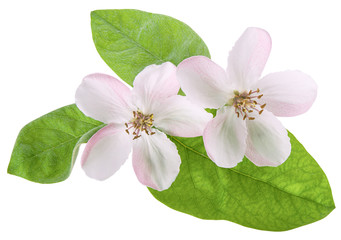 Two pink spring quince or pear tree flower and green fresh leaf isolated on white background with clipping path, close-up