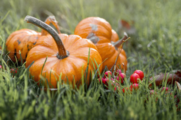Orange ripe pumpkins on green grass background. Autumn beautiful country music scene for thanksgiving or Halloween with copy space