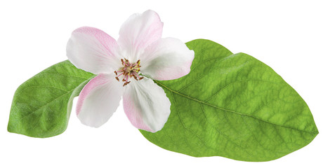 Quince or pear tree flower with green spring leaves isolated on white background with clipping path. Close-up, macro