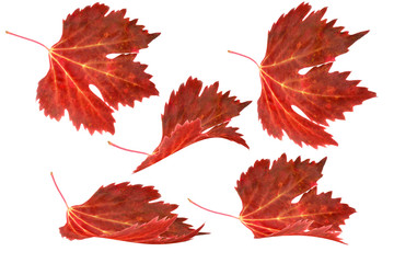 Red grape leaves are deformed and isolated on white background