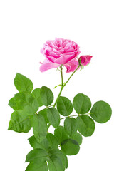 Beautiful pink rose flower on stalk with green leaves isolated on white background