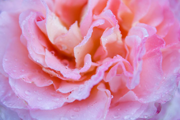 Colorful single rose background. Shallow depth of field, closeup