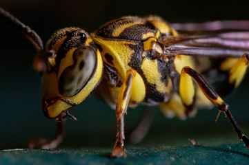 Macro Photo of Wasp on Turquoise Floor Isolated on Background