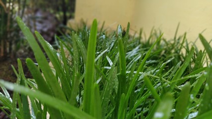 green grass with water drops