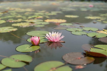 Beautiful water lily in the pond