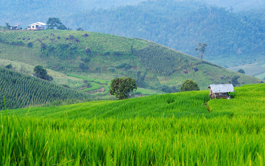 Green rice filed and farms on mountain with small houses