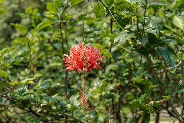 Beautiful hibiscus flower in the garden