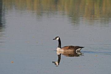 Obraz premium Kanadagans