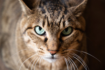 Companion tiger cat 2