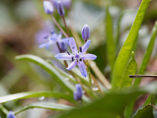 Scilla bifolia | Scille à deux feuilles ou étoile bleue aux anthères bleu foncé sur tige dressée en grappe étalée poussant en sous-bois ombragé