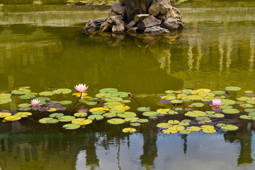 pond with water lilies