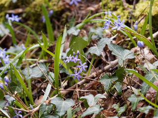 Scilla bifolia | Scille à deux feuilles ou étoile bleue aux anthères bleu foncé sur tige dressée en grappe étalée poussant en sous-bois ombragé