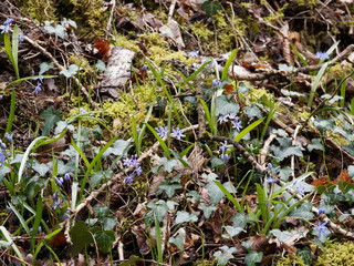 Scilla bifolia | Scille à deux feuilles ou étoile bleue aux anthères bleu foncé sur tige dressée en grappe étalée poussant en sous-bois ombragé