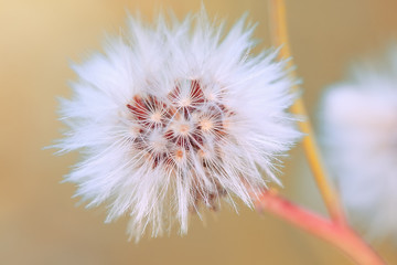Close-up photo of a dandelion. White, fluffy flower. Softness, tenderness in nature.