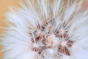 Close-up photo of a dandelion. White, fluffy flower.